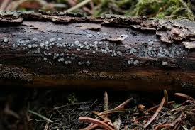 Attēlu rezultāti vaicājumam “Mollisia amenticola”