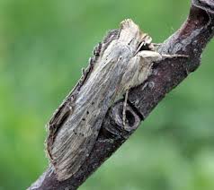 Attēlu rezultāti vaicājumam “Shargacucullia scrophulariae larva”