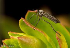 Attēlu rezultāti vaicājumam “Empis sp.”