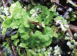 Attēlu rezultāti vaicājumam “Lophozia excisa”