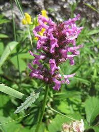 Attēlu rezultāti vaicājumam “Stachys officinalis leaf”