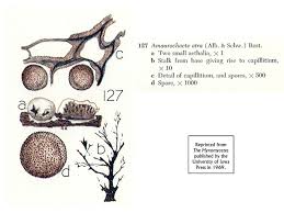 Attēlu rezultāti vaicājumam “Diderma chondrioderma spores”