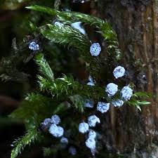 Attēlu rezultāti vaicājumam “Didymium melanospermum macro”