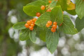 Attēlu rezultāti vaicājumam “Lonicera tatarica fruit”