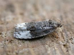 Attēlu rezultāti vaicājumam “Apotomis betuletana”