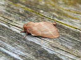 Attēlu rezultāti vaicājumam “Malacosoma castrensis male”