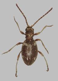 Attēlu rezultāti vaicājumam “Ptinus sp. female”