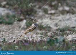 Image result for Melanocorypha bimaculata
