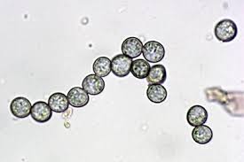 Attēlu rezultāti vaicājumam “Fuligo septica var. candida macro”