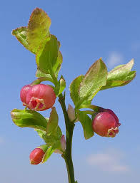 Attēlu rezultāti vaicājumam “Vaccinium myrtillus flower”