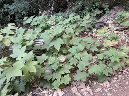 Attēlu rezultāti vaicājumam “Rubus parviflorus”