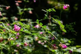 Attēlu rezultāti vaicājumam “Lathyrus niger leaf”