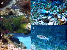 Image result for Scarus zelindae