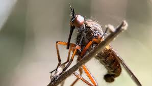 Attēlu rezultāti vaicājumam “Empis sp.”