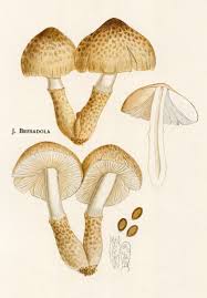Attēlu rezultāti vaicājumam “Coprinus atramentarius”
