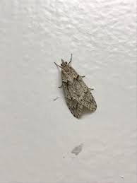 Attēlu rezultāti vaicājumam “Chimabachidae”