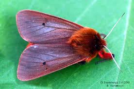 Attēlu rezultāti vaicājumam “Phragmatobia fuliginosa imago”