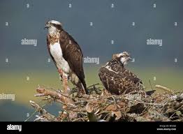 Attēlu rezultāti vaicājumam “Pandion haliaetus adult”