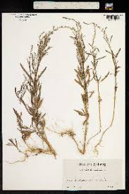 Attēlu rezultāti vaicājumam “Atriplex littoralis fruit”