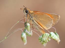 Attēlu rezultāti vaicājumam “Thymelicus sylvestris underside”