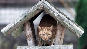 Afbeeldingsresultaat voor katten
