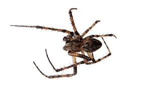 Attēlu rezultāti vaicājumam “Aranei”