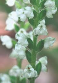 Attēlu rezultāti vaicājumam “Goodyera repens bud”