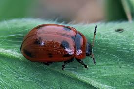 Attēlu rezultāti vaicājumam “Gonioctena viminalis”