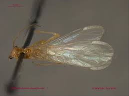 Attēlu rezultāti vaicājumam “Colloderma sp.”