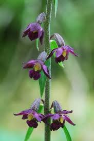 Attēlu rezultāti vaicājumam “Epipactis”