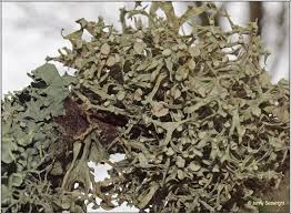 Attēlu rezultāti vaicājumam “Ramalina calicaris”