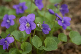 Attēlu rezultāti vaicājumam “Viola sororia”