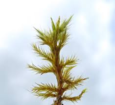 Attēlu rezultāti vaicājumam “Tomentypnum nitens”