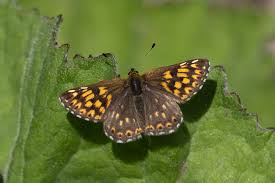 Attēlu rezultāti vaicājumam “Hamearis lucina underside”