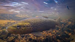 Image result for Salmo trutta