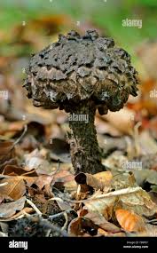 Attēlu rezultāti vaicājumam “Strobilomyces strobilaceus”