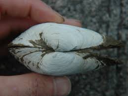 Attēlu rezultāti vaicājumam “Mya arenaria”