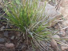 Attēlu rezultāti vaicājumam “Carex globularis”