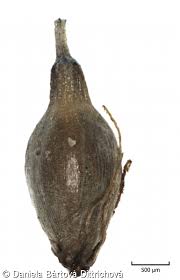 Attēlu rezultāti vaicājumam “Eleocharis quinqueflora flower”