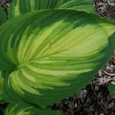 Image result for Hosta Warpaint