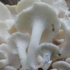 Attēlu rezultāti vaicājumam “Polyporus umbellatus”