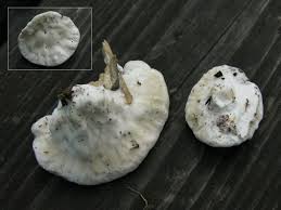 Attēlu rezultāti vaicājumam “Postia guttulata”