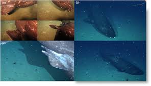 Image result for Somniosus pacificus