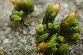 Attēlu rezultāti vaicājumam “Orthotrichum anomalum”