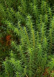 Attēlu rezultāti vaicājumam “Polytrichum commune var. perigoniale”