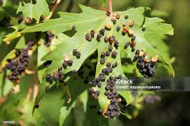 Attēlu rezultāti vaicājumam “Vasates quadripedes”