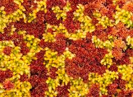 Attēlu rezultāti vaicājumam “Sphagnum balticum”