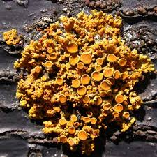 Attēlu rezultāti vaicājumam “Xanthoria polycarpa”