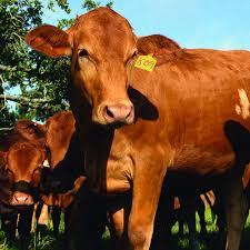 Image result for ganado bovino