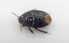 Attēlu rezultāti vaicājumam “Cydnidae”